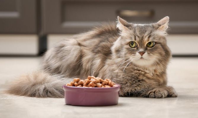 nutricion gato hospitalizado