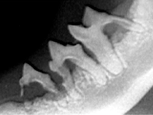radiologia dental felina