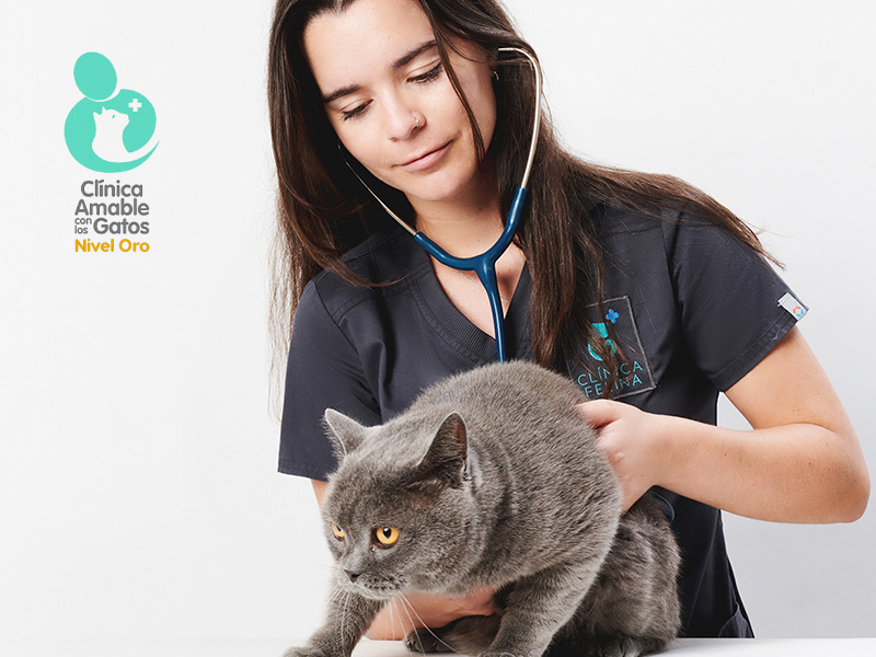clinica veterinaria especializada en gatos
