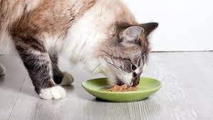 gato comiendo