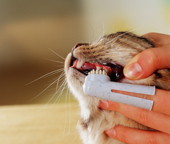 brushing cats teeth alamy bd09fn