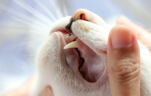 verificando dientes gatos
