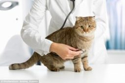 gato en veterinario