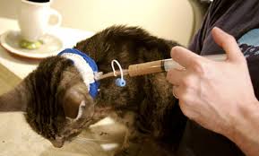 Alimentando a un gato mediante sonda de esofagostomia