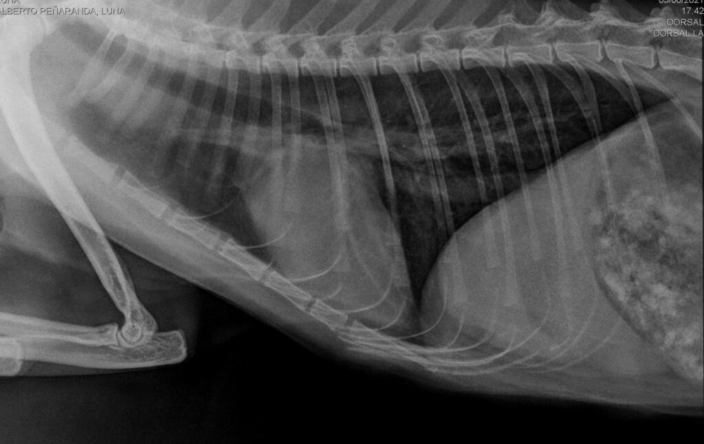 Aggregata Caso Clínico - Anemia severa en un gato FeLV + 2 rx torax