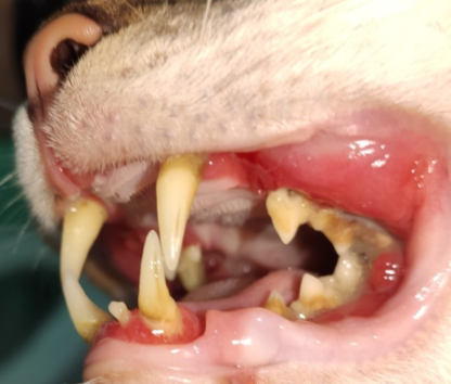 Servicios Aggregata Medicina Felina Integral 2 boca