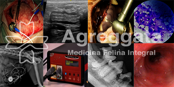 Servicios Aggregata Medicina Felina Integral 1 servicios