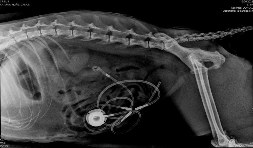 Servicios Aggregata Medicina Felina Integral 3 sub