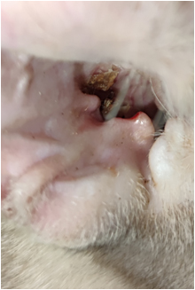 electroquimioterapia4