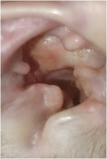 electroquimioterapia5