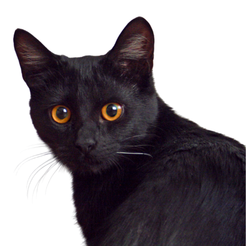 gato negro mirando